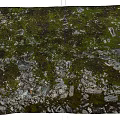 Natural Stone And Wood Ground Covered With Green Moss In Outdoor Area