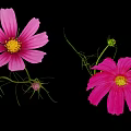 Pink Cosmos Flowers With Feathery Leaves Stems And Buds On Black Background