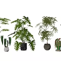 Various Green Potted Plants With Different Leaf Shapes And Decorative Pots
