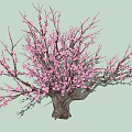 Vibrant Ornamental Arbor With Pink Blossoms Thick Trunk And Spreading Branches