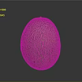 Fresh Ripe Cantaloupe With Yellow Green Netted Skin On Dark Reflective Surface
