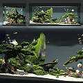 Natural Aquarium Tank With Moss Covered Rocks Pine Tree Decorations And Swimming Fish