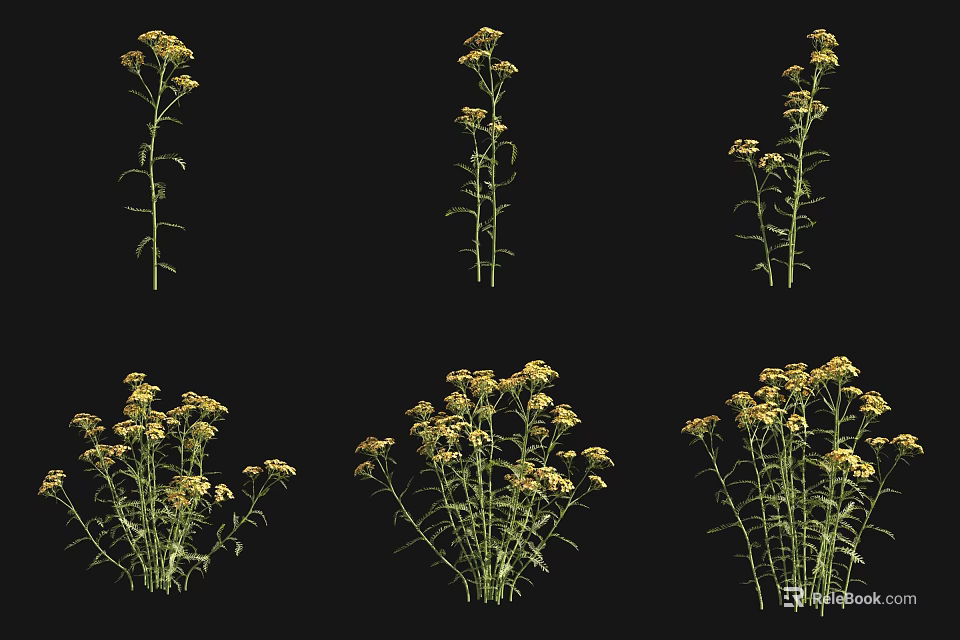 Yellow Flowering Plants With Green Stems And Leaves On Black Background 3d model 