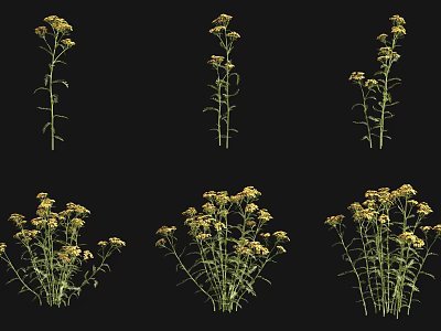 Yellow Flowering Plants With Green Stems And Leaves On Black Background 3d model