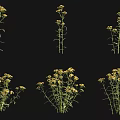 Yellow Flowering Plants With Green Stems And Leaves On Black Background
