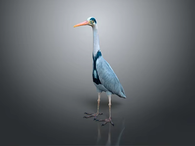Gray Heron With Green Head And Orange Beak Standing On Reflective Gray Background 3d model