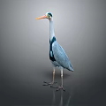 Gray Heron With Green Head And Orange Beak Standing On Reflective Gray Background