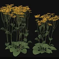 Two Clusters of Vibrant Yellow Flowers with Green Stems and Leaves on Dark Background