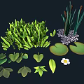 Fresh Green Grass Reeds Lily Pads And White Flower In Natural Setting