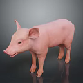 Realistic Pink Pig 3D Model Standing On Dark Background With Smooth Texture 3d model