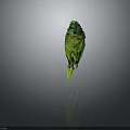 Beautiful Green Parrot Standing On Dark Reflective Surface With Gray Background