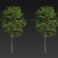 Two Green Trees With Slender Trunks And Lush Foliage Against Dark Background 3d model