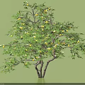 Lush Green Leafy Tree with Yellow Fruits and Double Trunks on Green Background