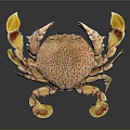 Vibrant Aquatic Crab with Yellow Red Claws and Spotted Body Features