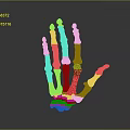 Human Hand Bone Anatomical Model With Red And Green Anatomical Markers