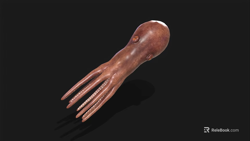 Realistic Brown Squid With Long Tentacles As Marine Aquatic Animal 3d model 