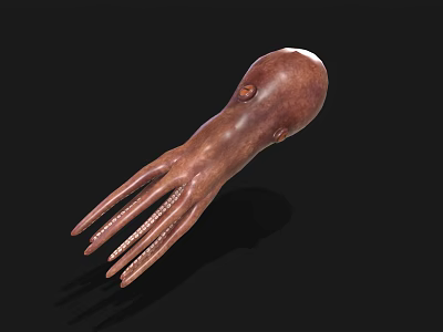Realistic Brown Squid With Long Tentacles As Marine Aquatic Animal 3d model