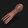 Realistic Brown Squid With Long Tentacles As Marine Aquatic Animal
