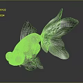 Silver Goldfish With Big Eyes And Transparent Fins On Dark Background With Reflection