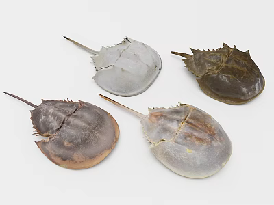 Horseshoe Crabs Aquatic Marine Animals With Natural Shells And Unique Body Structures 3d model