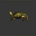 Brown and Yellow Shelled Turtle on Gray Background Detailed Reptile