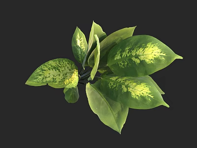 Lush Indoor Decorative Plant Featuring Green Leaves With Yellow Patterns 3d model
