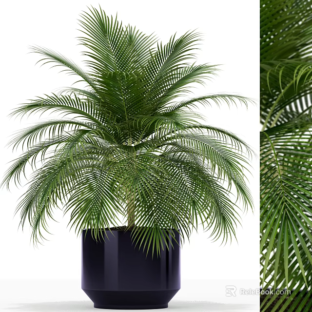 Lush Green Palm Potted Plant With Black Planter And Fresh Foliage 3d model 