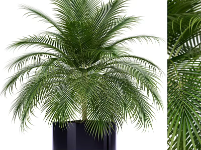 Lush Green Palm Potted Plant With Black Planter And Fresh Foliage 3d model