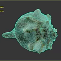 Conch Shell With Organic Texture And Hairy Appearance On Spiral Surface
