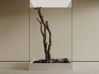 Decorative Dried Tree Branch In Glass Case With Square Base And Neutral Wall 3d model