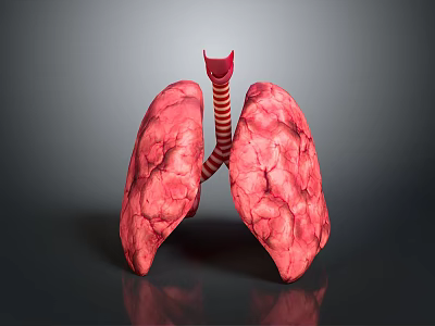 Medical Device 3D Lung Model for Anatomical Visualization in Medical Training 3d model