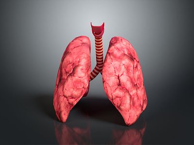 lung model smoke lung respiratory organ human respiratory organ figure respiratory system respiratory system model 3d model