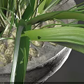 Bonsai Potted Plant with White Flowers and Green Leaves in Ceramic Pot
