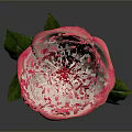 Beautiful Pink Rose Plant with Green Stem and Leaves on Gray Background