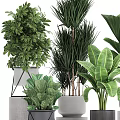 Various Green Potted Plants With Large Leaves And Modern Geometric Planters