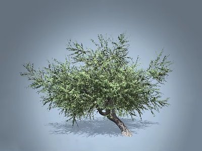 Lush Green Arbor with Dense Foliage and Curved Trunk Against Gray Background 3d model