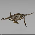 Dinosaur Organ System And Hair Structure In Prehistoric Fossil Model