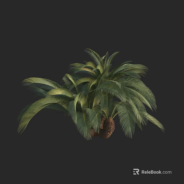 Healthy Tropical Palm Tree With Lush Green Feathery Fronds And Thick Trunk 3d model 
