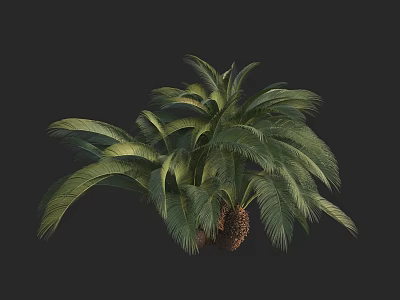 Healthy Tropical Palm Tree With Lush Green Feathery Fronds And Thick Trunk 3d model