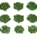 Various Green Grass Patches With Yellow Flowers For Garden Landscaping
