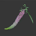 Long Curved Green To Pink Flower With Small Buds Green Leaves On Dark Background Reflection