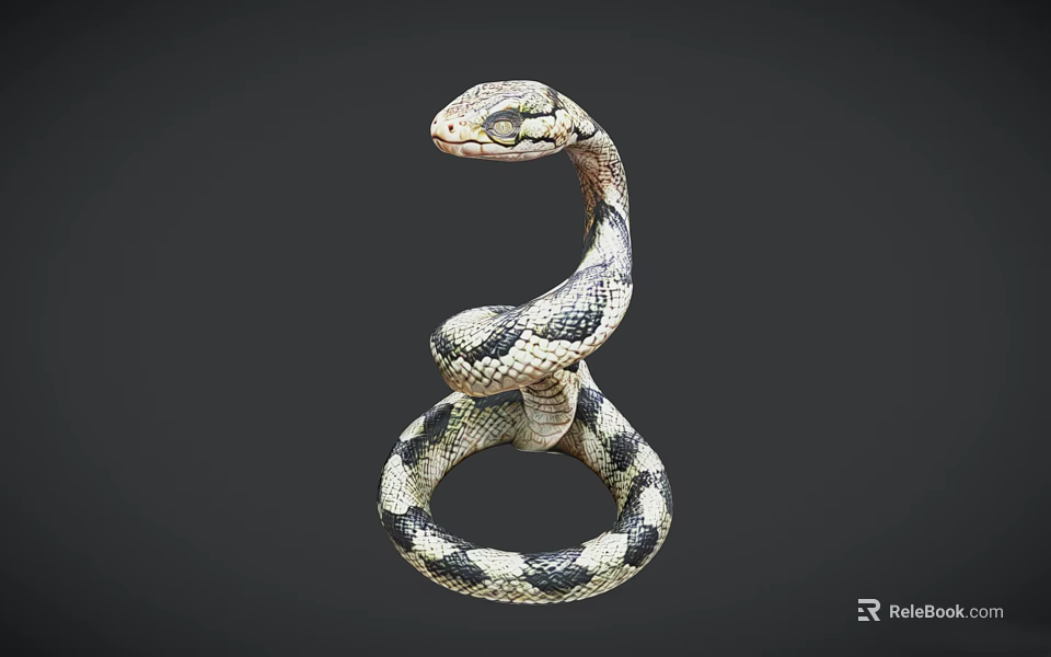Coiled Reptile Snake with Black and White Patterns on Detailed Gray Background 3d model 