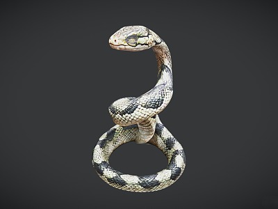 Modern Snake Cobra Viper 3d model