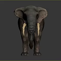 Adult Elephant With Gray Brown Skin And Long White Tusks Standing On Dark Background