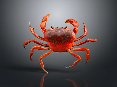 Red Crab With Bright Red Shell And Extended Claws On Dark Background With Reflection 3d model