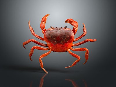 Modern Crab Sea Crab River Crab Hairy Crab 3d model