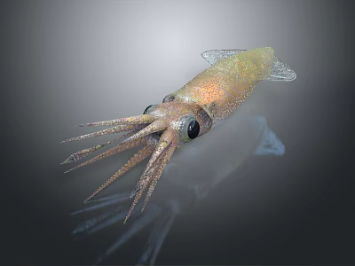 Squid Marine Animal Close Up View With Long Tentacles And Large Eyes 3d model