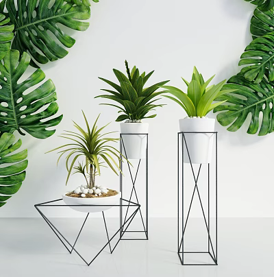 Bonsai Potted Plants In White Pots On Black Metal Geometric Stands With Lush Monstera Leaves 3d model
