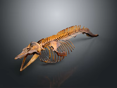Detailed Fish Skeleton Anatomical Structure With Bone Remains And Skeletal Framework 3d model