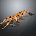 Detailed Fish Skeleton Anatomical Structure With Bone Remains And Skeletal Framework